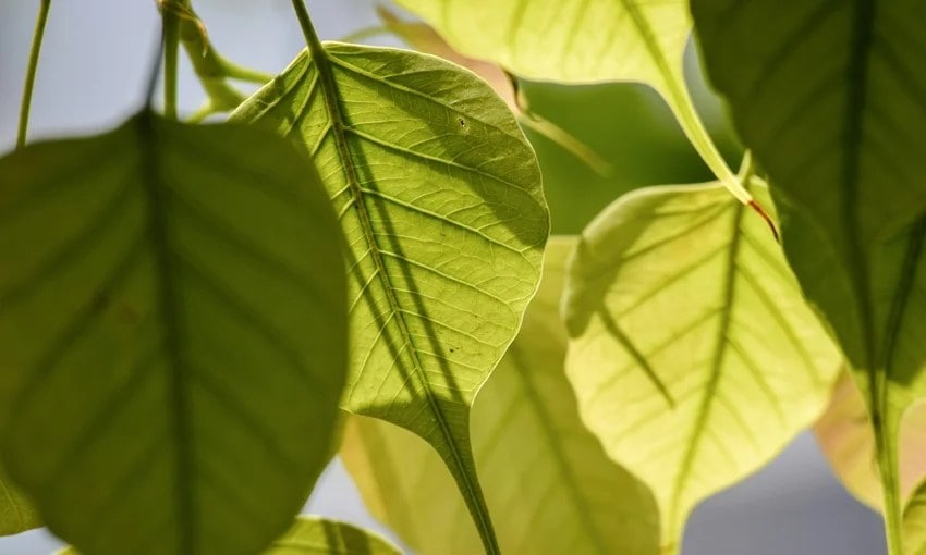 peepal tree beliefs vs science why sleeping beneath it at night is risky