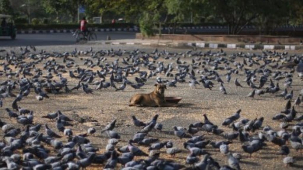 azad maidan silent protest for animals