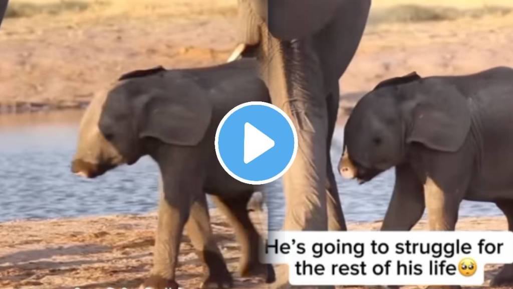 baby elephant emotional video