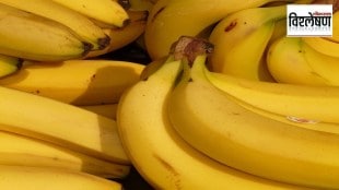bananas in India, Cavendish bananas, Indian banana varieties, nutritious local bananas, banana production in India, banana market trends, Cavendish vs local bananas, banana export India,