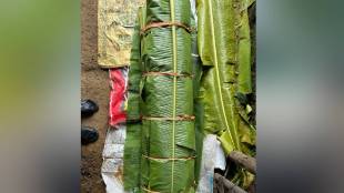 Demand for banana leaves increases during Ganeshotsav 2025