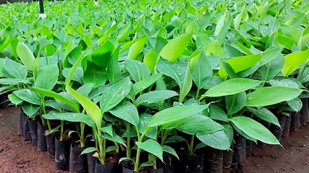 Project for tissue culture banana plant production in Jalgaon