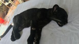 Black leopard found unconscious in Ratnagiris Devrukh Patgaon receives treatment Forest department