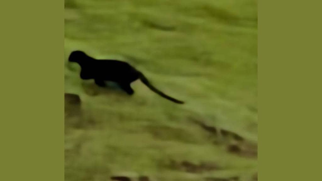 ब्लॅक लेपर्ड