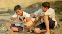 बॉलीवूडचं प्राणीप्रेम! ‘या’ चित्रपटांत आहे माणूस आणि श्वानांचं खास नातं, तुम्ही पाहिलेत का?