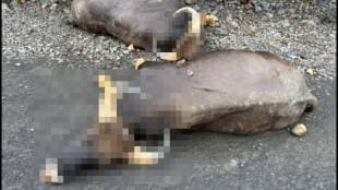 The Forest Department has clarified that the death of the buffalos was due to a fight