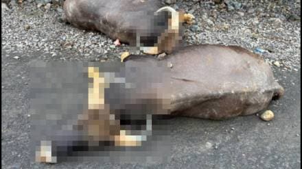 The Forest Department has clarified that the death of the buffalos was due to a fight