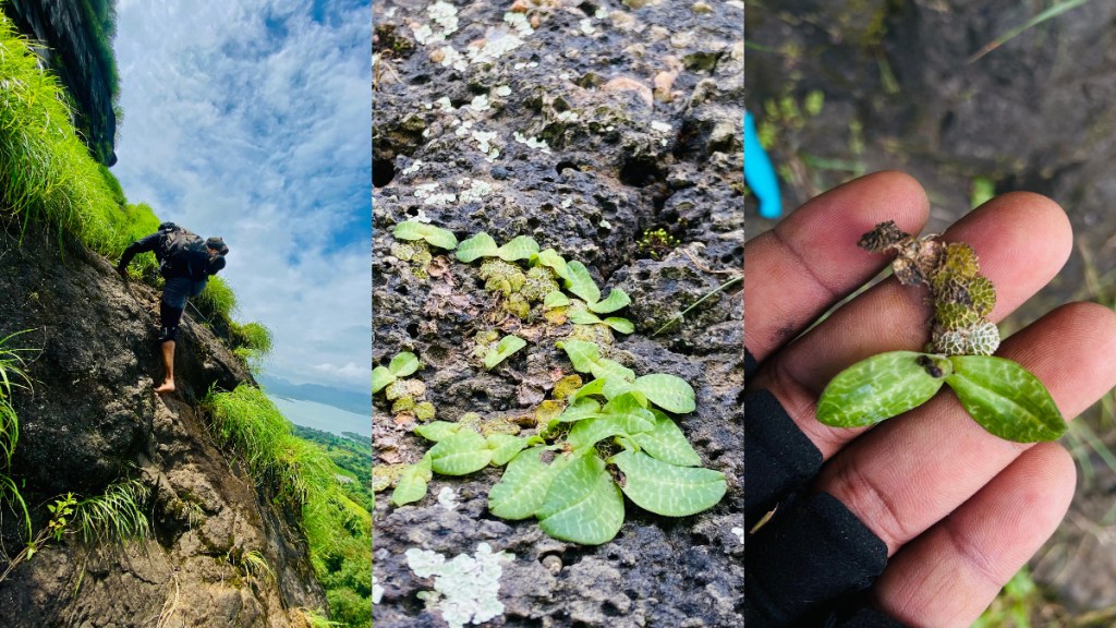 butterfly leaf orchid spotted in nashik
