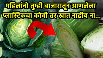 Cabbage real or fake How to check cabbage real or fake at home plastic cabbage real kobi artificial vegetables