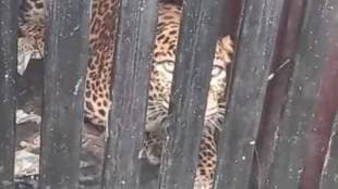 Forest Department succeeds in capturing leopard in Bhavani Nagar area of Nashik