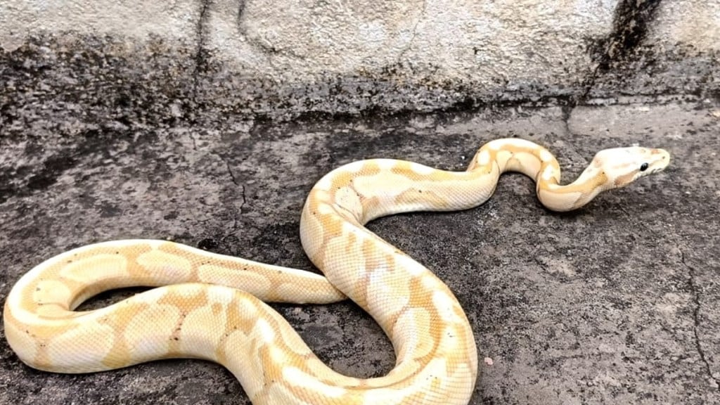Nagpur African python news in marathi
