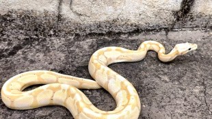 Nagpur African python news in marathi