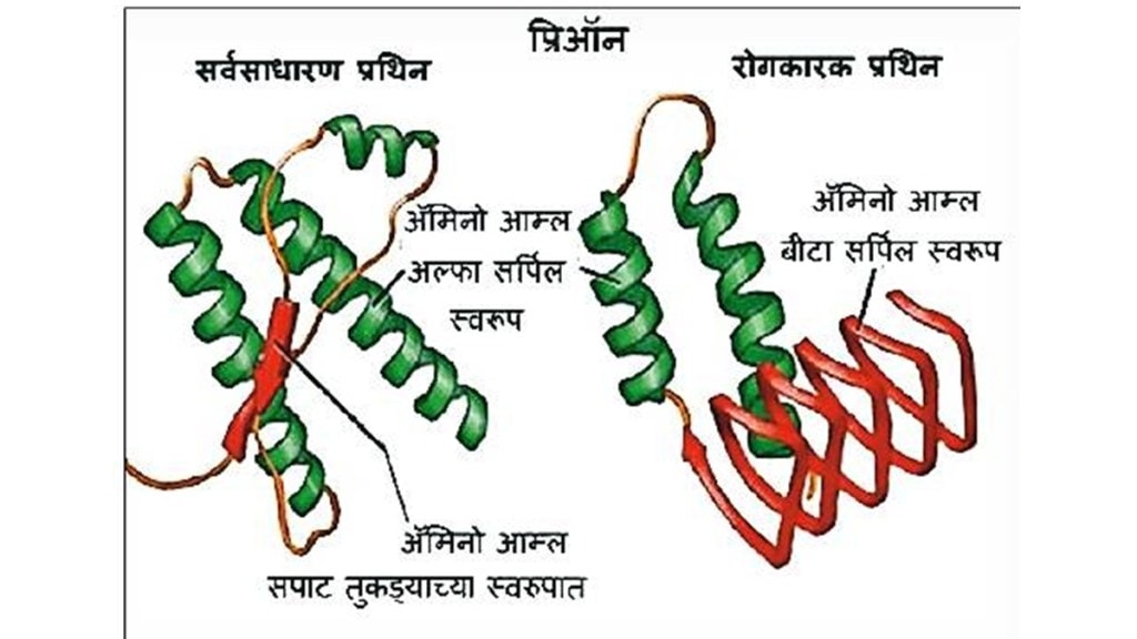Proteins latest marathi news