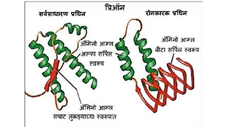 Proteins latest marathi news