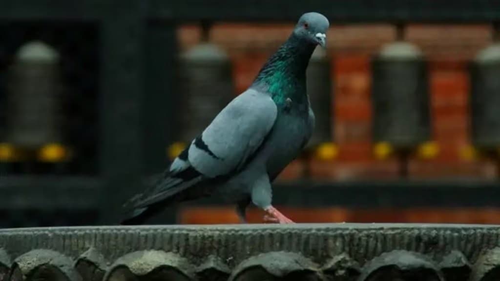 feeding pigeons