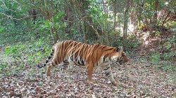 सह्याद्री व्याघ्र प्रकल्पात वाघिणीसह बछड्यांचा आढळ