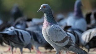 pigeon disease news in marathi