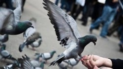 मुंबई : कबुतरांना खाद्य टाकणाऱ्या अडीचशे जणांवर कारवाई, महिनाभरात १ लाख २४ हजारांचा दंड वसूल