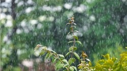 पुणे : घाट परिसराला झोडपले, शहरातही संततधार… ताम्हिणी येथे तब्बल ३२० मिलिमीटर पावसाची नोंद!