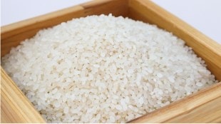 Ambemohar rice rate