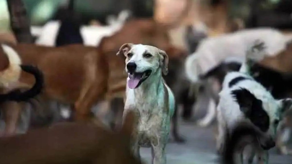 Mumbai dogs sterilized loksatta news