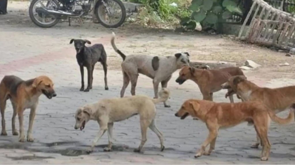 dogs attack bhandara