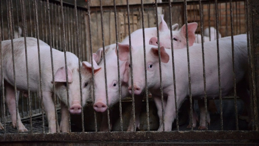 slaughter houses closed in Mumbai