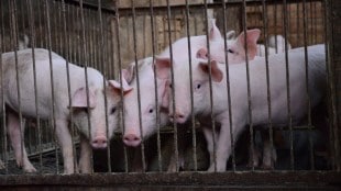 slaughter houses closed in Mumbai