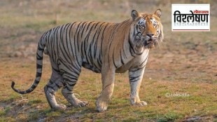 tigers becoming extinct in forests across india