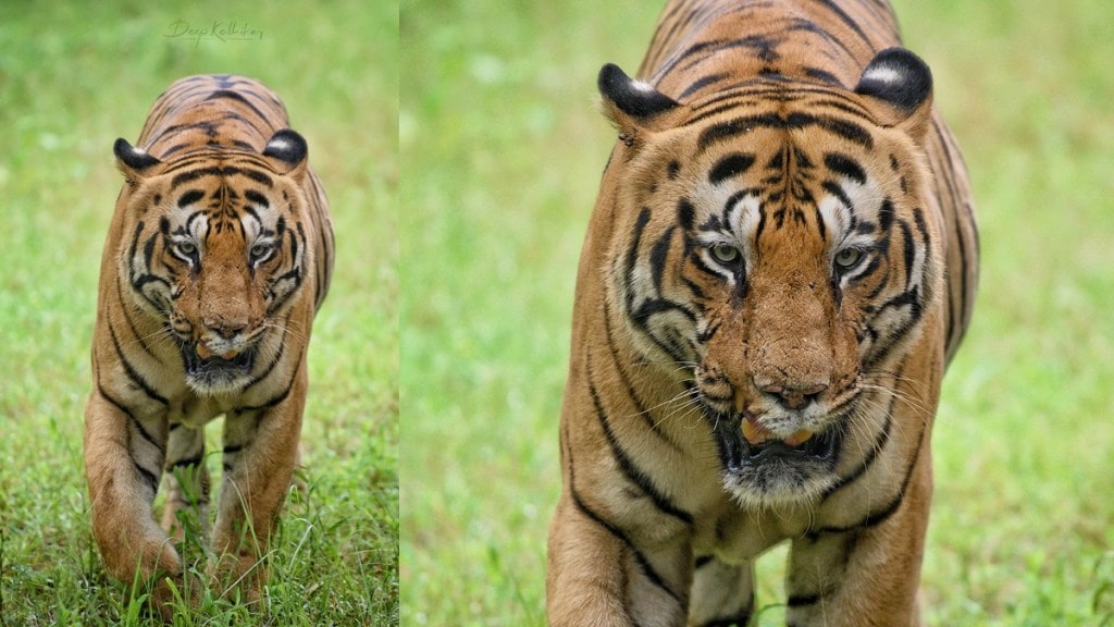 Chhota matka tiger caged by tadoba