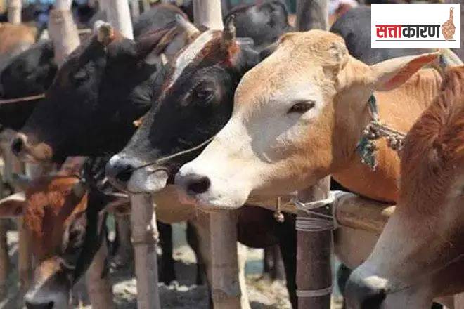 देशभरात गुरांच्या कत्तलीवर बंदीबाबत विधेयक सादर करणार, 'या' राज्यातील भाजपा खासदारांनी दिली माहिती