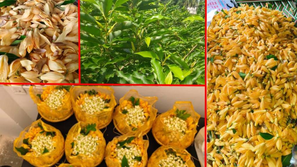Chafa growers in the district suffer setback