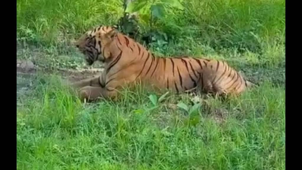 tadoba famous tiger chhota matka struggles with leg injury