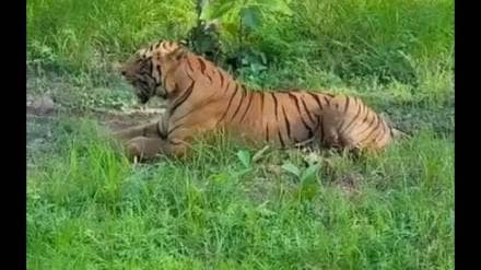 tadoba famous tiger chhota matka struggles with leg injury