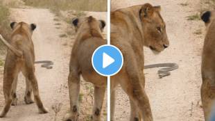 clash between Lions And King Cobra Video
