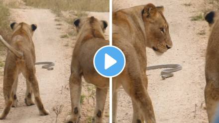 clash between Lions And King Cobra Video