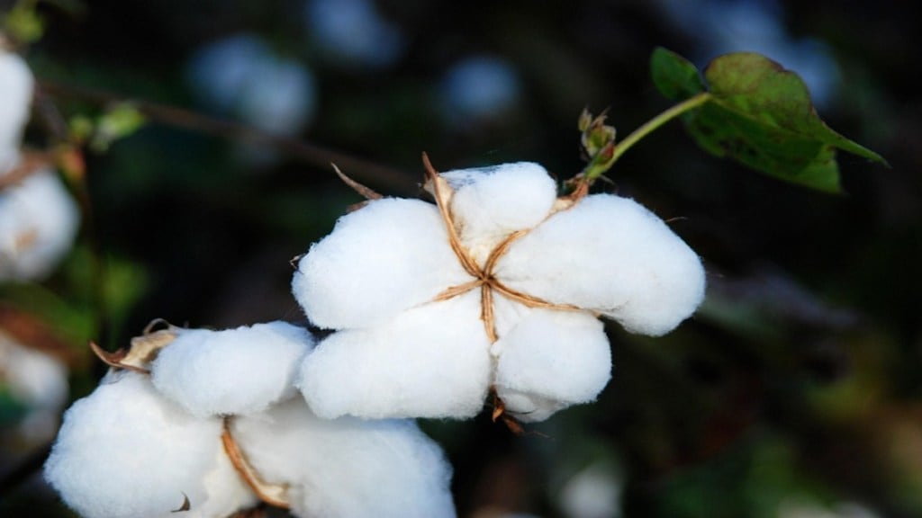 cotton import India, duty-free cotton import, MSP for cotton, Indian textile industry, US tariffs on Indian goods, cotton price decline India, cotton import regulation,
