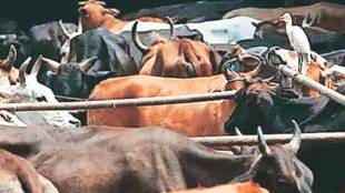 cow slaughter law in Maharashtra