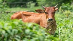 लम्पी त्वचा रोगामुळे ३३९ गोवंशांचा मृत्यूवाचा, सर्वाधिक धोका कोणत्या जिल्ह्यांना