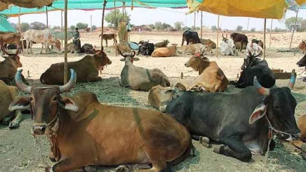 special audit of the cow shelters may expose scam