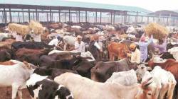 राज्यात कथित गोरक्षकांना मोकळे रान ? केंद्राच्या आदेशानंतरही गृह विभागाचे गुळमुळीत परिपत्रक