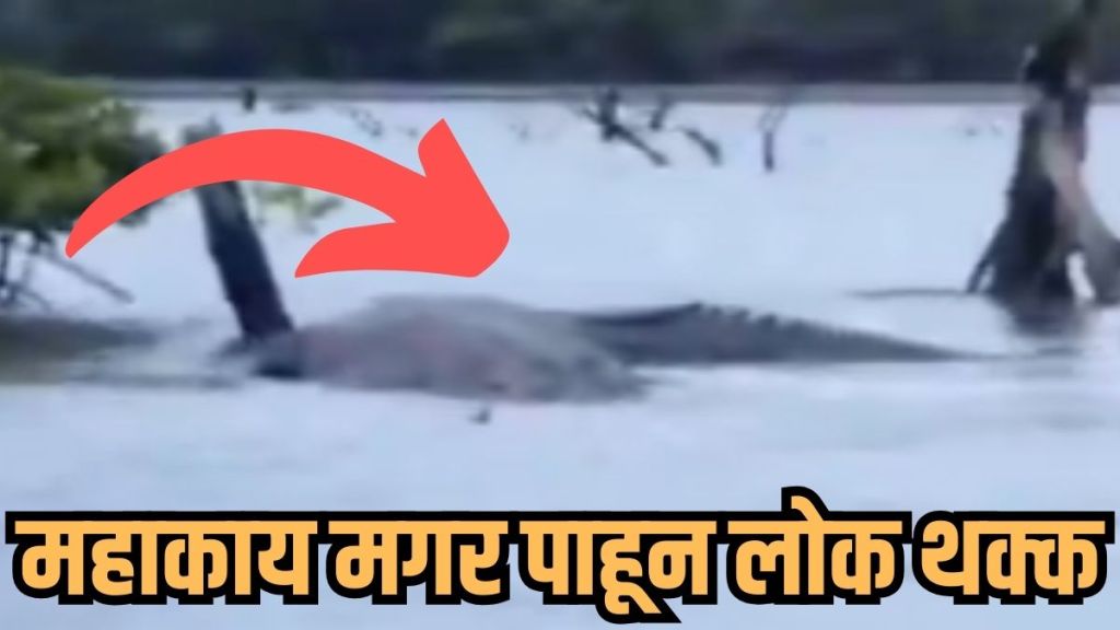 20 feet crocodile viral video