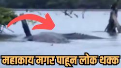 बापरे! अंदमानच्या समुद्रात दिसली २० फूट महाकाय मगर? मोठ्या अजगरालाही पाण्यात खेचून गिळू शकेल, VIDEO पाहून सर्वांनाच भरेल धडकी
