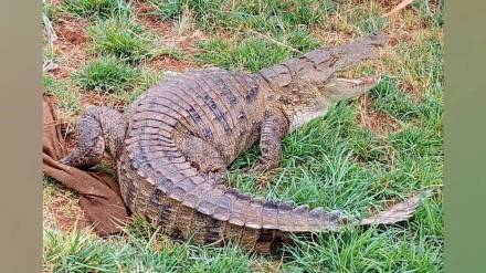 As the flood waters recede crocodiles scorpions and snakes appear on the banks of the riverbank fields