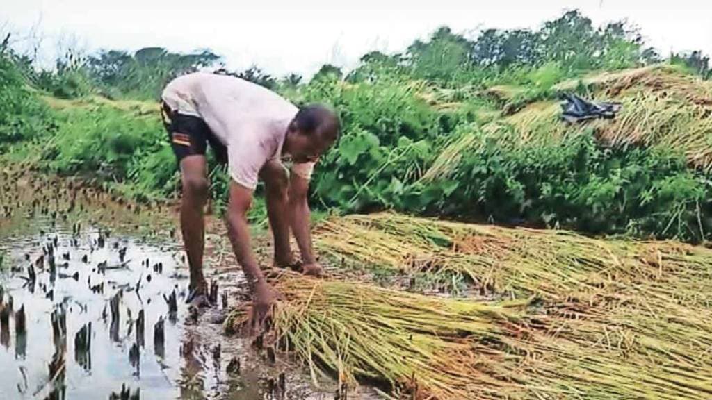 crop damage in Maharashtra