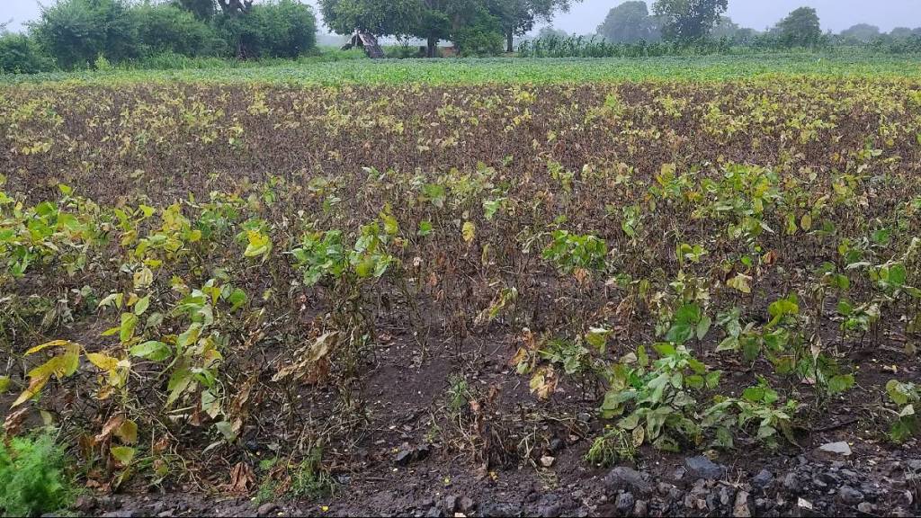 Continuous rains hit the urad crop in Jalgaon