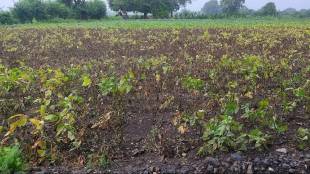 Continuous rains hit the urad crop in Jalgaon