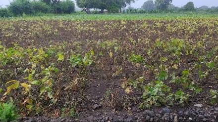 Continuous rains hit the urad crop in Jalgaon