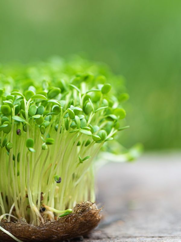 7 best microgreens