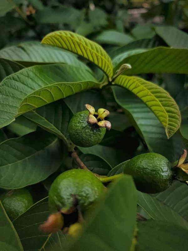 Guava Leaves